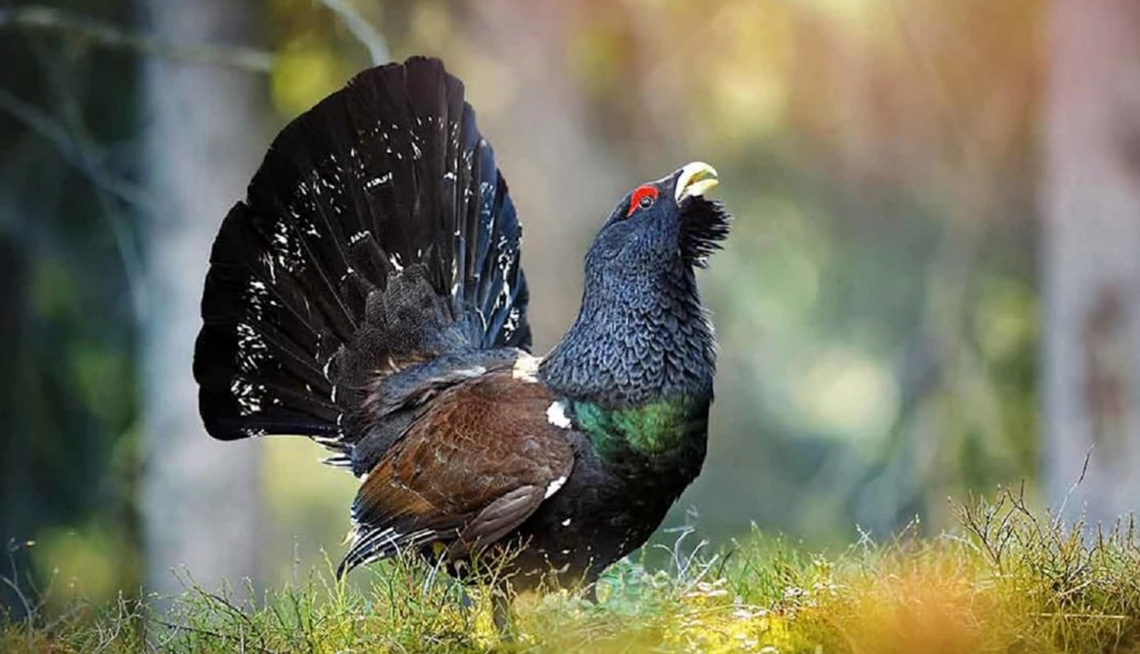 Con menos de 500 ejemplares distribuidos en 2.000 kilómetros cuadrados entre Ancares (Lugo) y el occidente de Cantabria, esta subespecie enfrenta un estado crítico de conservación según la UICN. Se encuentra en peligro de extinción debido a factores como la baja reproducción, depredación, deterioro del hábitat, perturbaciones en periodos clave y el cambio climático.
