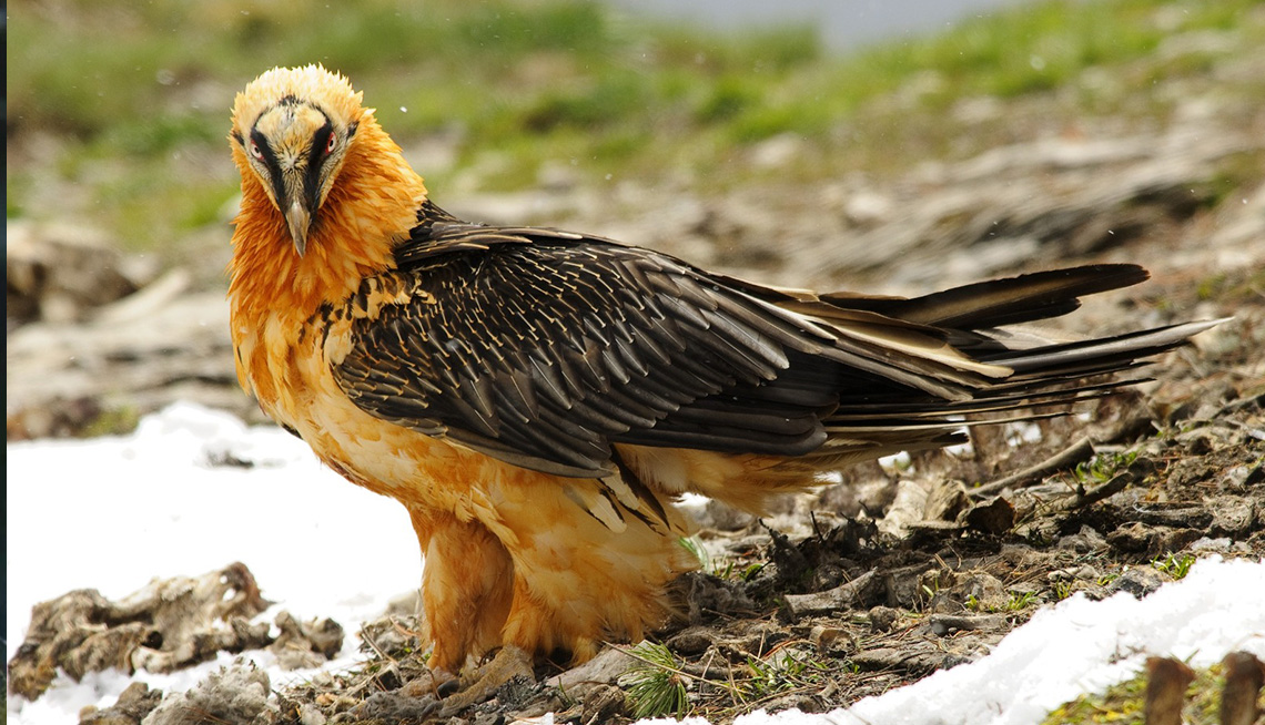 Es el ave de presa más grande de Europa con una envergadura de hasta 2,85 metros, se caracteriza por romper huesos y tortugas lanzándolos desde gran altura para consumir el tuétano. Su principal amenaza es la ingestión de cebos envenenados, responsable del 60,7% de las muertes registradas en los últimos 20 años en los Pirineos.