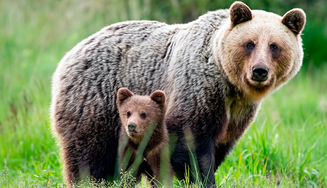 En España aún sobreviven osos pardos, con una población estimada de 332 ejemplares en libertad. Estos se distribuyen principalmente entre la Cordillera Cantábrica y en zonas montañosas de difícil acceso donde el impacto humano es menor. Su principal amenaza es el reducido tamaño de sus poblaciones, que limita la diversidad genética, junto con la fragmentación del hábitat y la caza ilegal.